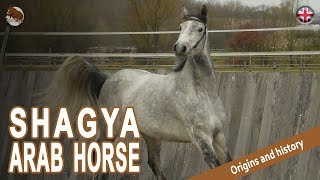 SHAGYA ARAB HORSE An oriental horse originally created for war ORIGIN OF THE BREEDS [upl. by Ynaffik]