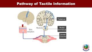 Mechanism by which the sensory receptors detect the tactile stimulus [upl. by Nimar]