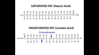 Chemical Structures of Examples of Saturated and Unsaturated Fatty Acids [upl. by Ahsenhoj]