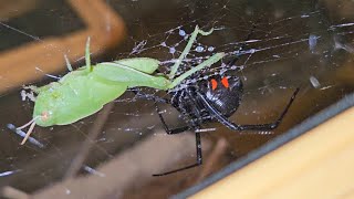 Feeding my quotNorthern Black Widowquot [upl. by Lodovico101]