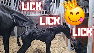 Get up drink and lick a lot🙃 Sweet Filly  Friesian Horses [upl. by Peter660]