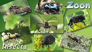 INSECTA Volume 3 [upl. by Curren]