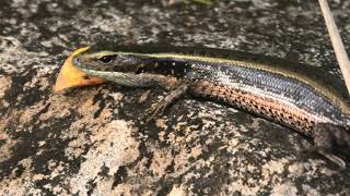 Eastern Water Skink 20 [upl. by Aileno62]