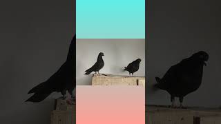 Top desi kabutar Black Bhubaneswar Pigeon Rock Sipu 🤟🕊️ song bird youtube kabutar pigeon odia [upl. by Jarus]