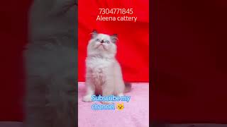 Ragdoll male kitten catspets shorts viralvideo [upl. by Bertasi]