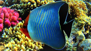 Orangeface butterflyfish Chaetodon larvatus hooded butterflyfish over acropora corals [upl. by Eluj]