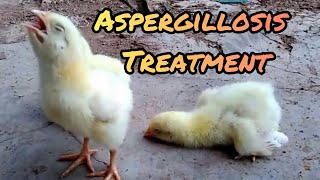 ASPERIGILLOSES GASPING IN CHICKEN causes and Treatment [upl. by Lavicrep810]