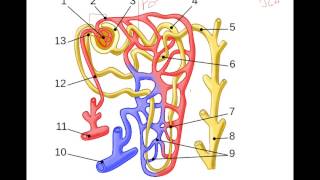 Regulation of Glomerular Filtration Rate [upl. by Trace]