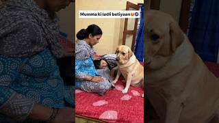 Khubsurat 😍  labra rubi  youtubeshorts shorts labrador dog cute viralsongs trending [upl. by Yecaj964]