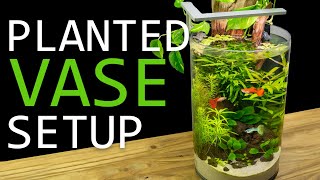 Building a Planted Vase Guppy Aquarium [upl. by Atineb]