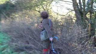 5 yo German shorthaired Pointer Pointing amp flushing a running pheasant [upl. by Aidnyl]