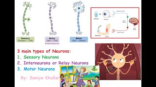 3 Main Types of Neurons Sensory Neurons Interneurons Relay Neurons and Motor Neurons [upl. by Firehs]