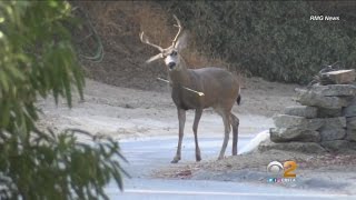 Buck With Arrow Lodged In Neck Spotted Again Officials Unable To Capture Wounded Animal [upl. by Nivla]