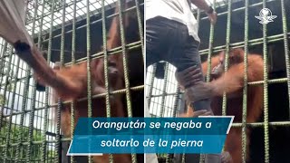 Orangután ataca a hombre al cruzar línea de seguridad [upl. by Nilecoj]