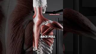 trapezius exercise  trapezius muscle action foryou shorts [upl. by Sudbury]