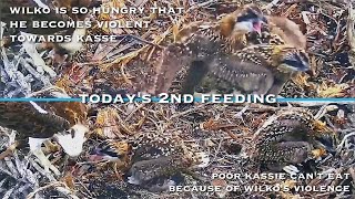 158🦅Osprey Nest／Port Lincoln Osprey Live Stream [upl. by Eelik647]