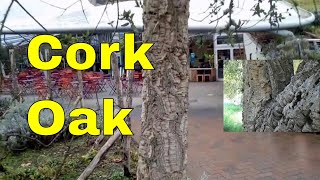 Trees Cork Oak  Quercus Suber  cork oak tree identification video UK [upl. by Aratak450]