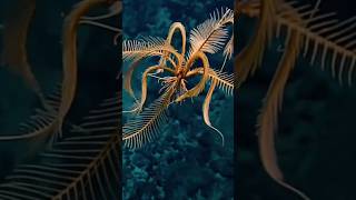 NEW DISCOVER SPECIES FEATHER STAR [upl. by Nana619]