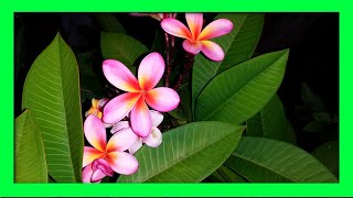 How To Grow Frangipani From Cuttings  Frangipani Plumeria Propagation [upl. by Assilen]