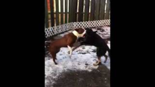 Pitbull vs German Shepherd [upl. by Locke663]