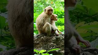 Best funny Video monkeys in the word 491amitbhai viral video monkey [upl. by Hartmunn]