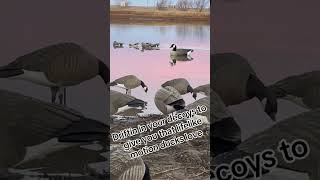 quickcoy waterfowlers waterfowl waterfowlhunter waterfowling waterfowltok [upl. by Ahsito]