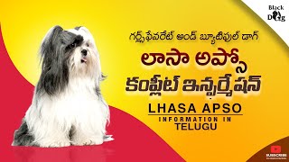 lhasa apso dog information telugu  lhasa apso Facts telugu [upl. by Helbonna]