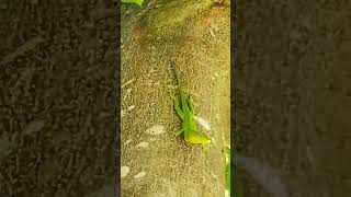 jamaican green lizard 🦎 [upl. by Magdalene]