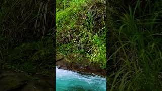 Sleep Therapy watersounds nature waterflowsound relax flowingsounds riversounds rain [upl. by Ebsen697]