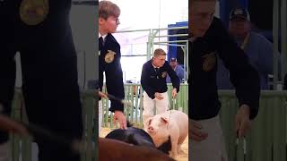 Krew and his Landrace Shamrock at MidState Fair in Hog Showmanship showpigs livestockshow [upl. by Eycats]