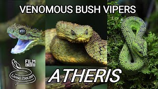 Venomous bush vipers from Africa 3 species of Atheris snakes in the wild [upl. by Akel]