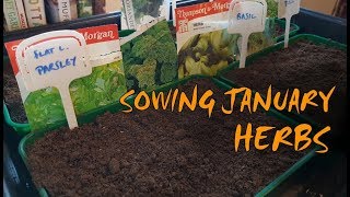 Sowing Herbs in January  Growing Basil Parsley Dill and More [upl. by Ive]