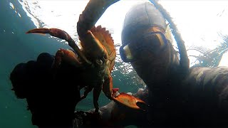 Coastal Foraging SF Bay Area for WILD Crab Cakes [upl. by Sofko650]