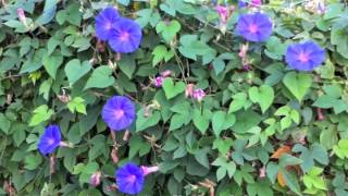 Ipomoea indica  Blue Dawn Flower Morning Glory [upl. by Vonnie991]