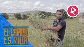 Los Mellis deciden segar el cereal para heno  El campo es vida [upl. by Leonor]