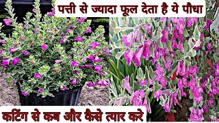 पत्ती से ज्यादा फूल देने वाला पौधाTexas Sage Plant Winter Care TipsBest Fertilizer For Texas Sage [upl. by Eonak]