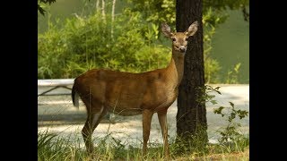 Minnesota Deer Hunters Associations Hides for Habitat [upl. by Attiuqihc]