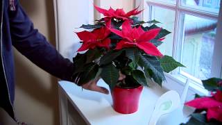 Poinsettia Care Guide [upl. by Tewfik]