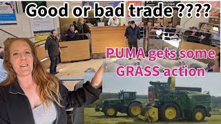 PUMA OUT TO GRASS  Good or bad trade at bentham auction johndeere puma [upl. by Marla74]