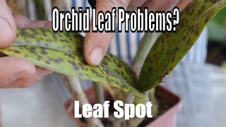 Orchid leaf problems Orchid Diseases and Fungus treatment and prevention from a professional [upl. by Aicital]