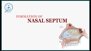 nasal septum anatomy [upl. by Patrick604]