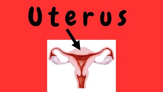 Uterus [upl. by Layol542]