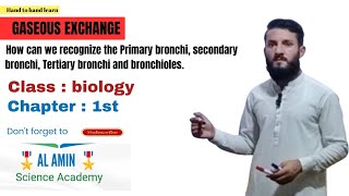 How can we recognize the Primary bronchi secondary bronchi Tertiary bronchi and bronchioles [upl. by Swanson]