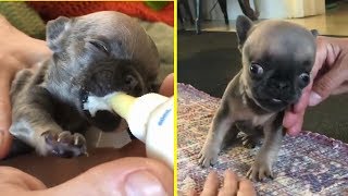 Rescue Tiny Hydrocephalus Bulldog Story  Miracle Transformation [upl. by Aneba]