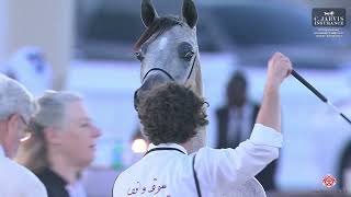 N 24 AL NAAMAH AL HAMAMA 12th Qatar International Arabian Peninsula Horse Show 2023 Yearling Fil [upl. by Adelric]