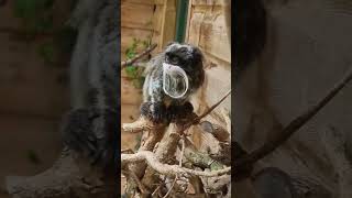 Emperor Tamarin 🐒 One Unique Animal You Wont Believe Exists shorts [upl. by Karna305]