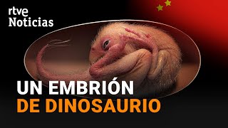 Hallan un EMBRIÓN de DINOSAURIO con más de 66 millones de años en un HUEVO FOSILIZADO  RTVE [upl. by Nylave]