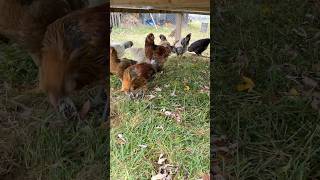 Help me select a new rooster backyardchickens sheep sheepfarming sheeps homesteading chicken [upl. by Ttayh]