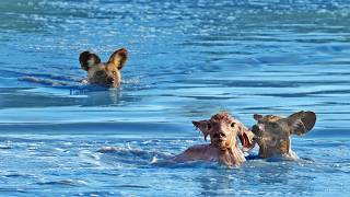 Wild Dogs Turn Into Crocodiles To Try Catch Baby Buck [upl. by Lu]