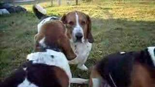 Bassets Hound Barking [upl. by Apoor]